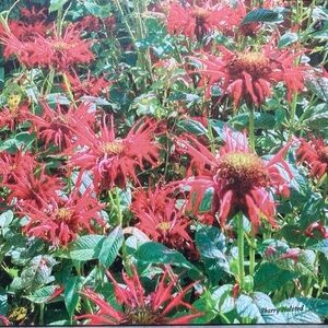 Photo close up of my ‘bee balm’ print